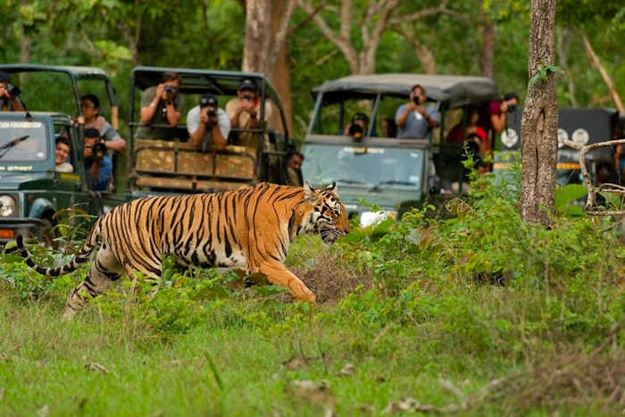 Bhadra Wildlife Sanctuary – Exploring Karnataka’s Untamed Wilderness Near Chikkamagalur