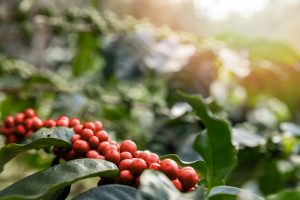 Coffee Plantations in Chikkamagalur